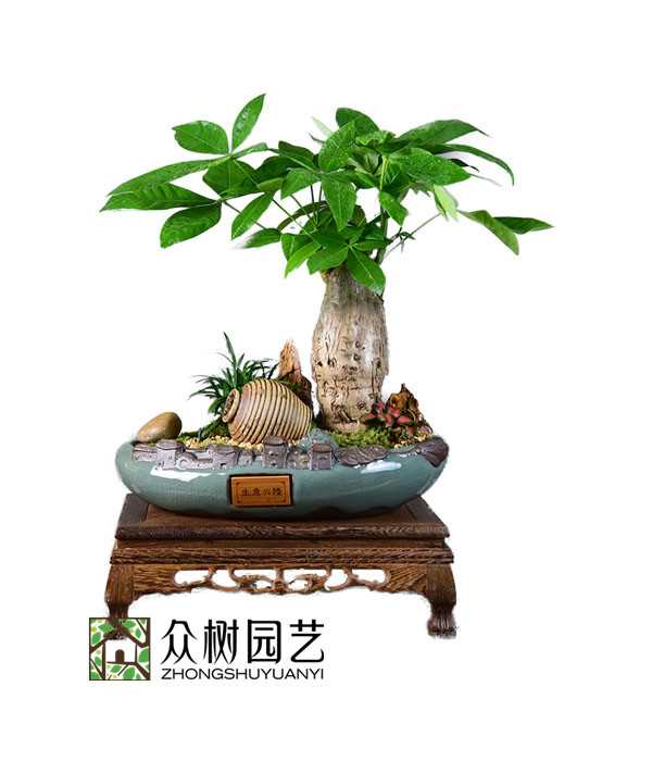 發財樹盆景