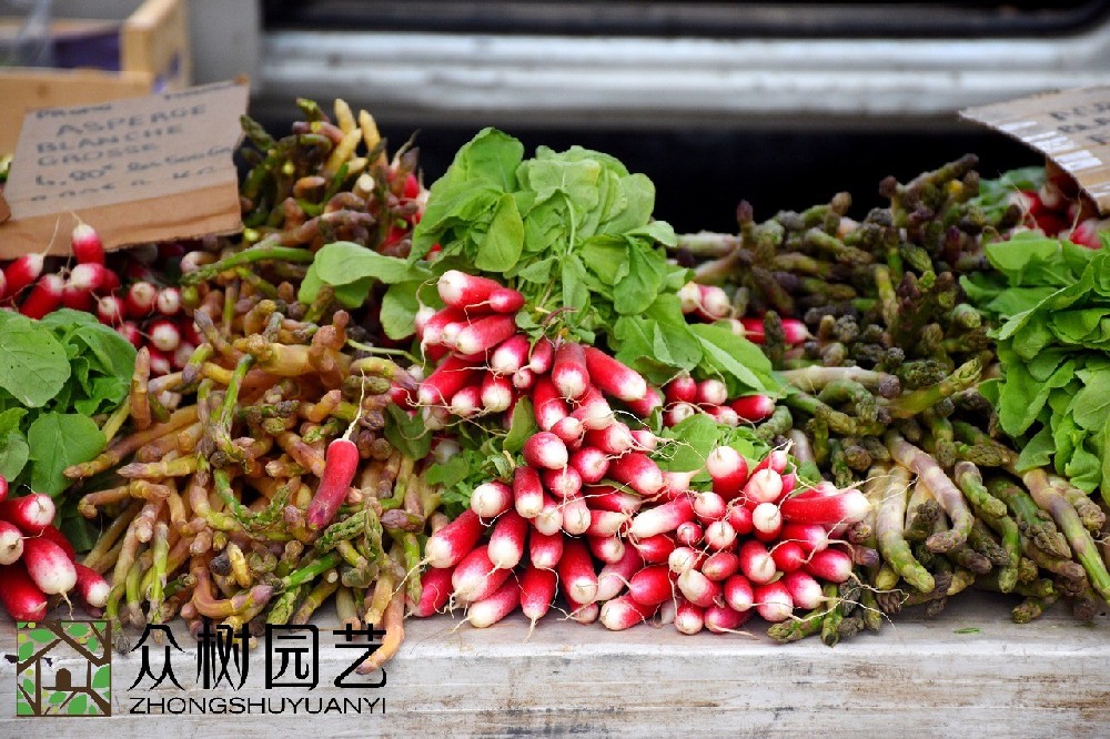 蘇州最佳選擇：專業(yè)室外綠植租擺供應(yīng)商的租擺服務(wù)和優(yōu)質(zhì)綠植