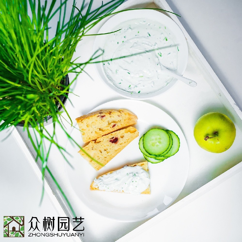 蘇州學(xué)校綠植租擺多少錢？全面解析綠色校園背后的投資