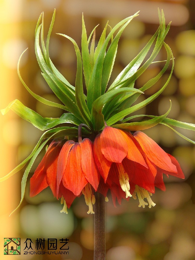 蘇州綠植租擺哪家好？引領綠色生活風尚的優選品牌揭秘